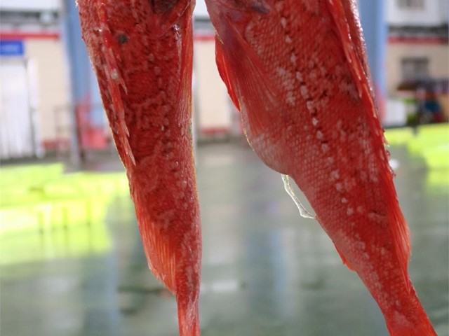 PALOMETA ROJA